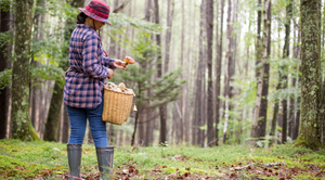 Polish Mushroom Hunting Tradition