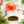 Classic Wigilia Package (small)